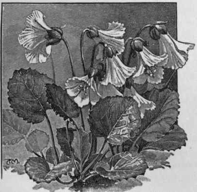 Shortia galacifolia.