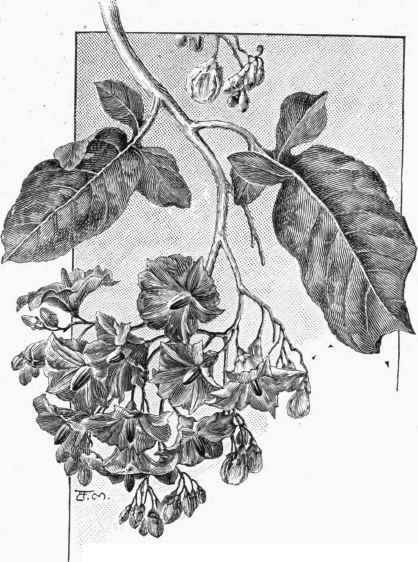 Solanum Wendlandii.