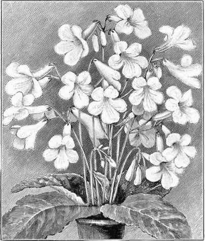 Streptoearpus.