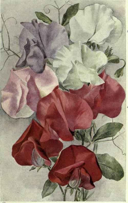 Sweet Peas.