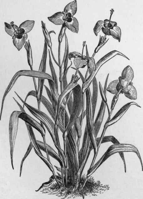 Tigridia pavonia.