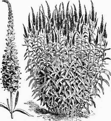 Veronica spicata.