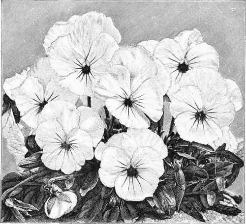 Violas or Tufted Pansies.