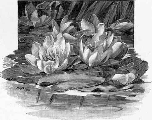 Water Lily (Nymphoea alba).
