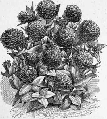 Zinnia.