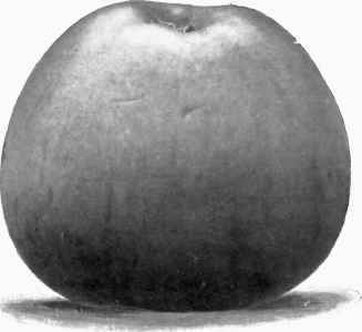 Apple. Lane's Prince Albert. (1/2.).