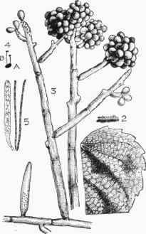 Brown Vine Mildew {Sclerotinia fuckeliana).