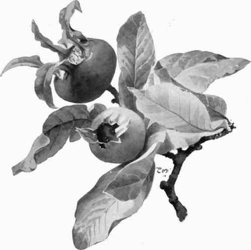 Fig. 360a.   Medlar in Fruit.