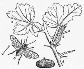 Gooseberry and Currant Sawfly (Nematus ribesii).