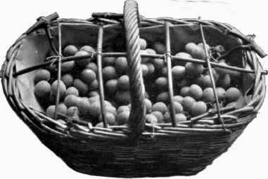 Grapes in Handle Basket hooped for Paper Covering.
