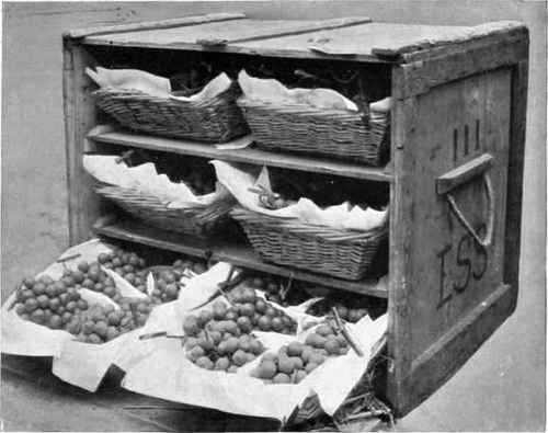 Grapes packed for Sea Transit.
