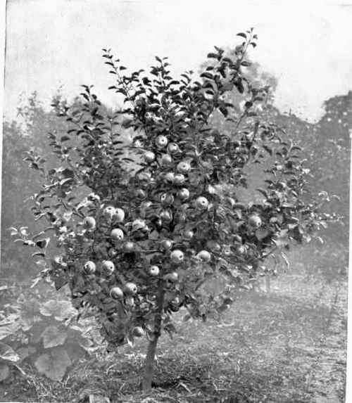 LANE'S PRINCE ALBERT.