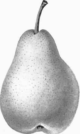 Pear. Glou Morceau. (1/2).
