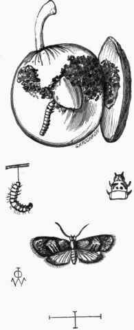Plum Grub and Moth (Opadia (Carpocapsa) funebrana).