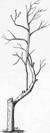 Plum Tree not more than fifteen years.