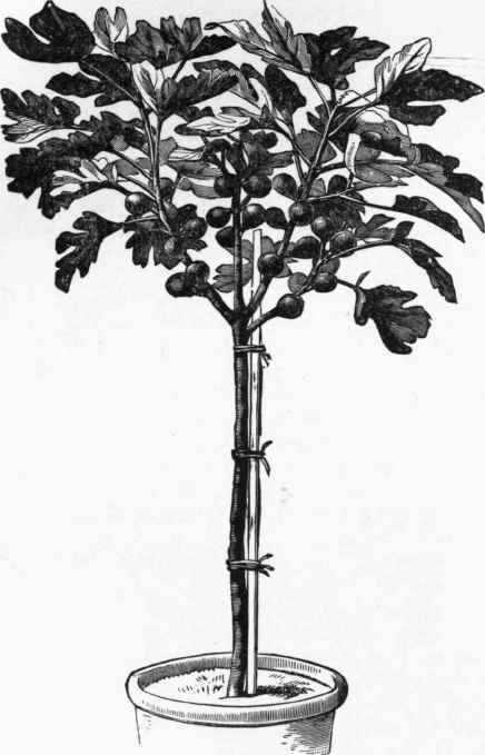 Standard Fig in Pot.