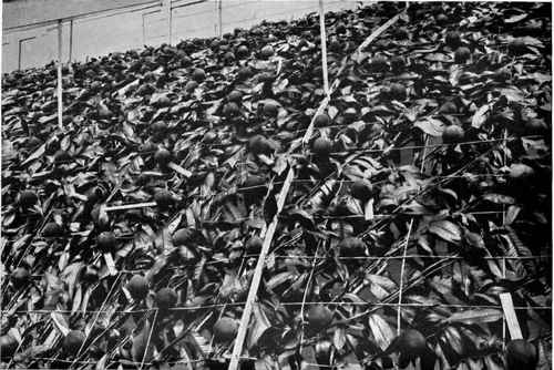 WIRE TRELLIS IN A PEACH HOUSE AT THE HENDRE, MONMOUTH.