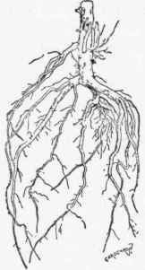 Wild Crab Apple Stock.