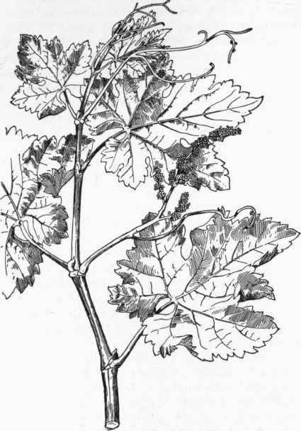 Young Shoot of Vine, showing position of Flowers.