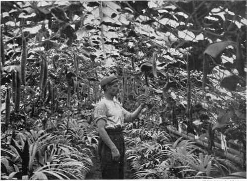 A CUCUMBER HOUSE The ground space is utilized for Kentia Palms, etc.