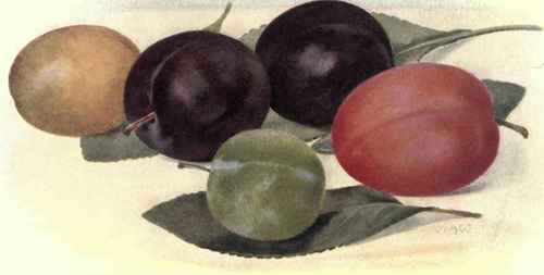 A FEW GOOD MARKET PLUMS.