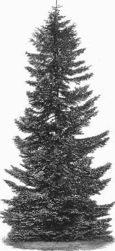 Abies nobilis.