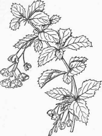Berberis aristata. (1/2).