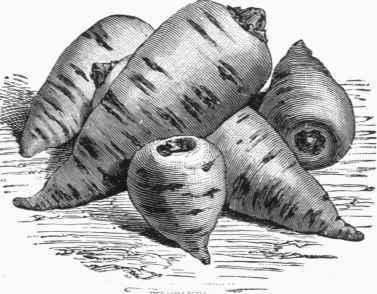 Bulbous rooted Chervil (Chcerophyllum bulbosum).