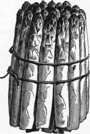 Bundle of Asparagus for Market.