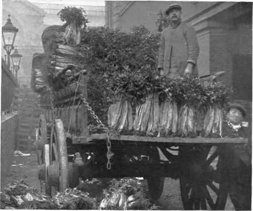 CELERY BEING SOLD IN COVENT GARDEN MARKET.