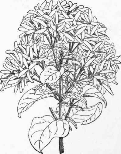 Chionanthus retusus. (1/2).