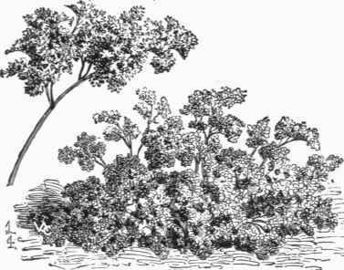 Curled Chervil (Anthriscus ttrejutium).