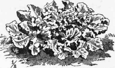 Endive   Broad leaved Batavian.