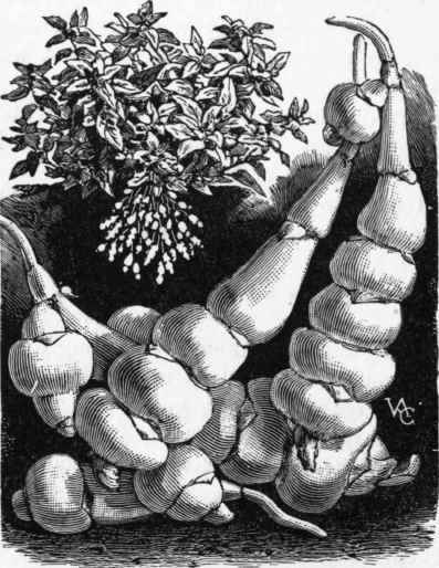 Fig. 456   Chinese Artichoke (Stachys tuberifera).