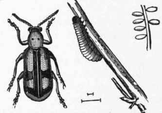 Fig. 459   Asparagus Beetle (Crioceris Aspa ragi), Larva, and Eggs (all magnified).