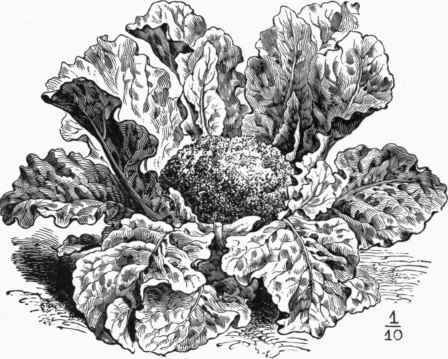 Fig. 464.  Broccoli   Purple Cape.