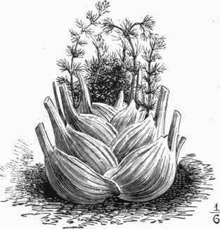 Florence or Finnochio Fennel.