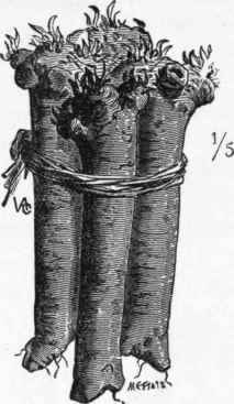 Horse radish.