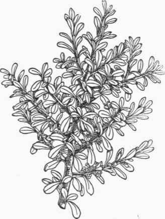 Hymenanthera crassifolia. (1/2).