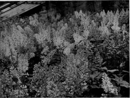 LILACS FORCED INTO BLOOM IN THE DARK.