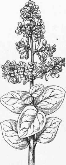 Ligustrum coriaceum. (1/2).