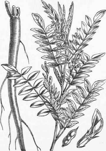 Liquorice (Glycyrrhiza glabra).