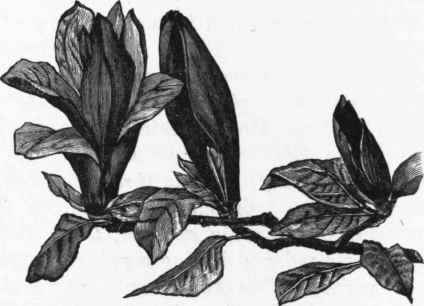 Magnolia Soulangeana.