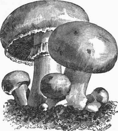 Mushrooms (Agaricus campestris).