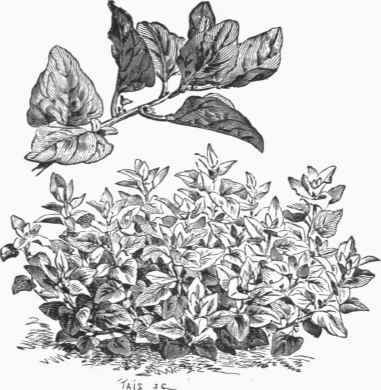 New Zealand Spinach (Tetragona expansa).