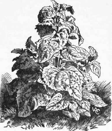 Orache (Atriplex hortemia).