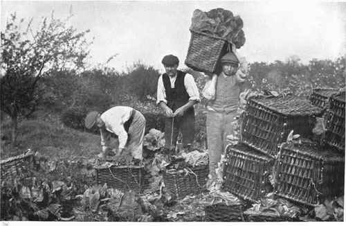 PACKING EARLY MONARCH CABBAGES.