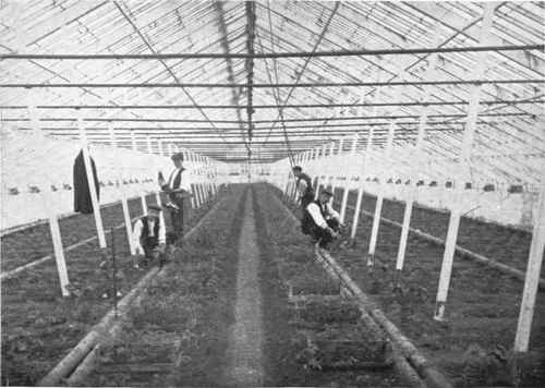 PLANTING TOMATOES AFTER EARLY POTATOES UNDER GLASS IN JERSEY.