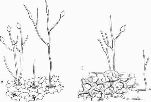 Peronospora (Phytophthora) infestans.