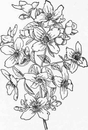 Philadelphus Lemoinei. (3/8).